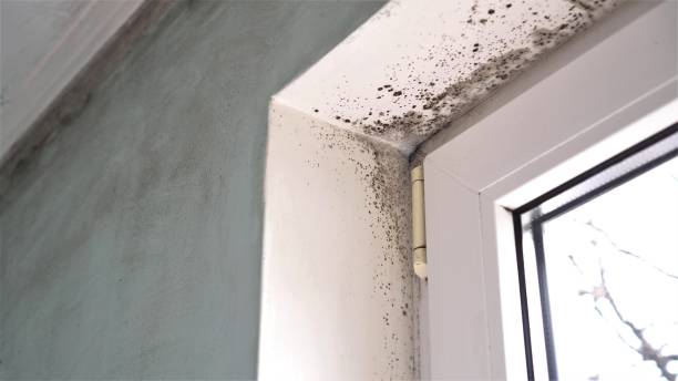 Mold Removal and Inspection in Tonawanda, NY