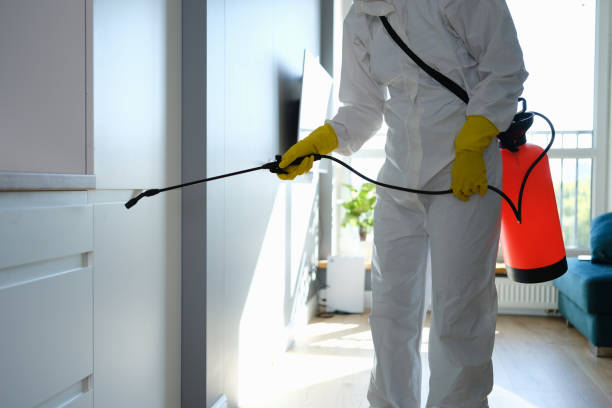 Professional Mold Removal in Tonawanda, NY