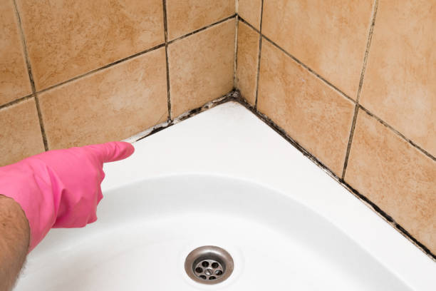 Mold Removal Process in Tonawanda, NY
